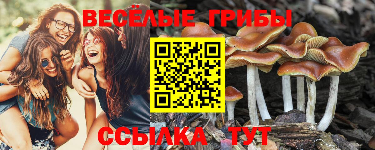 Псилоцибиновые грибы GOLDEN TEACHER  Псилоцибиновые грибы Cubensis  Алатырь  Вход с VPN 